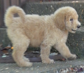 goldendoodle